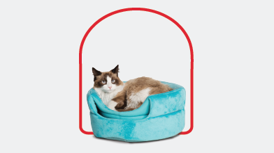 Cat Furniture & Towers